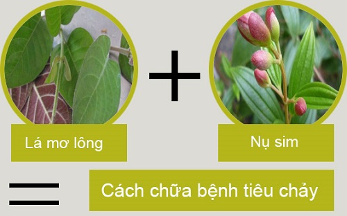 Một bài thuốc dân gian khác cực kì hợp để trị tiêu chảy và dễ chuẩn bị tuy nhiên giờ độ phổ biến của nụ sim kém hơn lá mơ lông nên cần cân nhắc sử dụng theo điều kiện