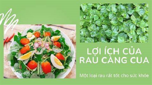 Nhờ bảng thành phần đa dạng nên các ích lợi của việc ăn rau càng cua có nhiều ứng dụng trong dinh dưỡng và y học