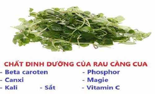 Là món rau ăn kèm hoặc kết hợp trong các món ăn khác nhưng rau càng cua có bảng thành phần dinh dưỡng đáng kinh ngạc