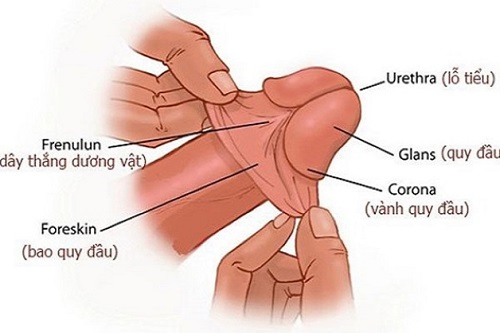 Cấu tạo của quy đầu dương vật