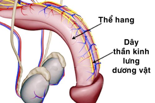 Dây thần kinh lưng dương vật