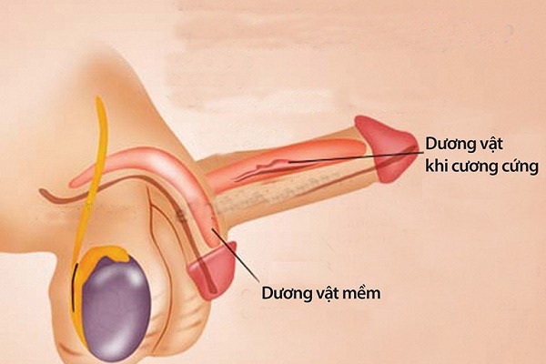 Rối loạn cương dương là tình trạng dương vật khó cương cứng hoặc không đạt được sự cương cứng cần thiết để quan hệ tình dục